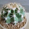 Discocactus_heptacanthus_1